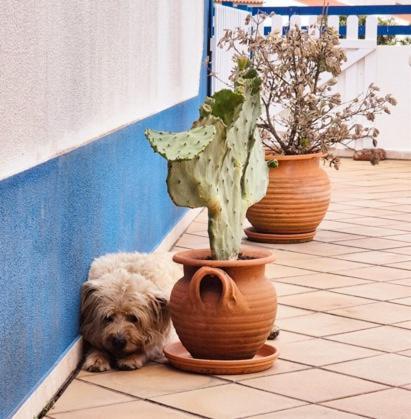 Villa Alegria Ericeira Dış mekan fotoğraf